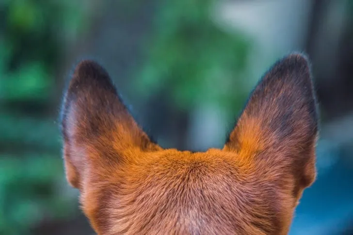 Can You Identify These Dog Breeds Just by Their Ears?