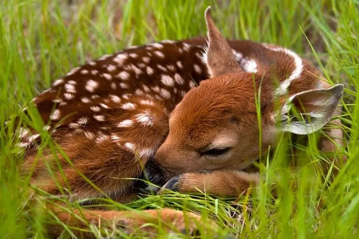 Only Real Animal Fans Can Recognize These Wild Animals