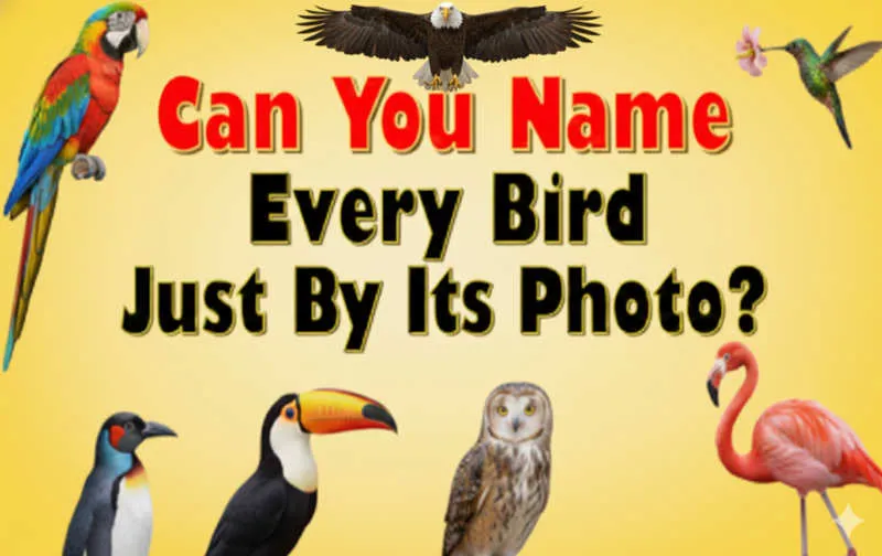 Can You Name Every Bird Just By Its Photo? 🐦✨