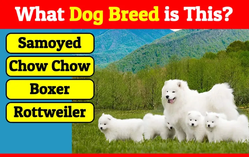 If You Miss 10+ Breeds, You’re Not Allowed to Say “I Love Dogs” Anymore